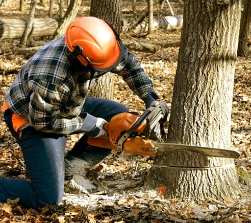 Tree Removal in Follett, TX